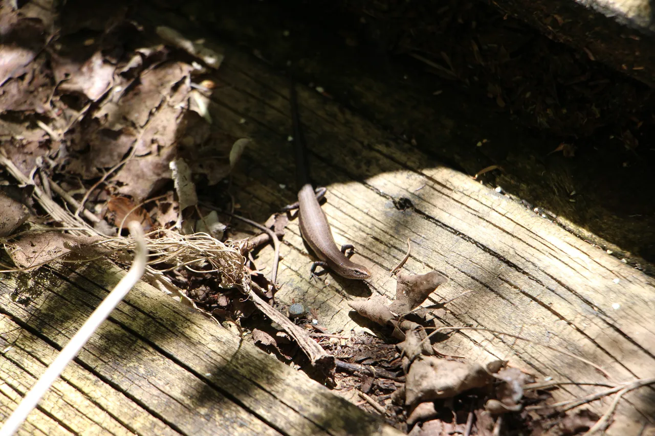 Brown common skink on Coromandel Peninsual
