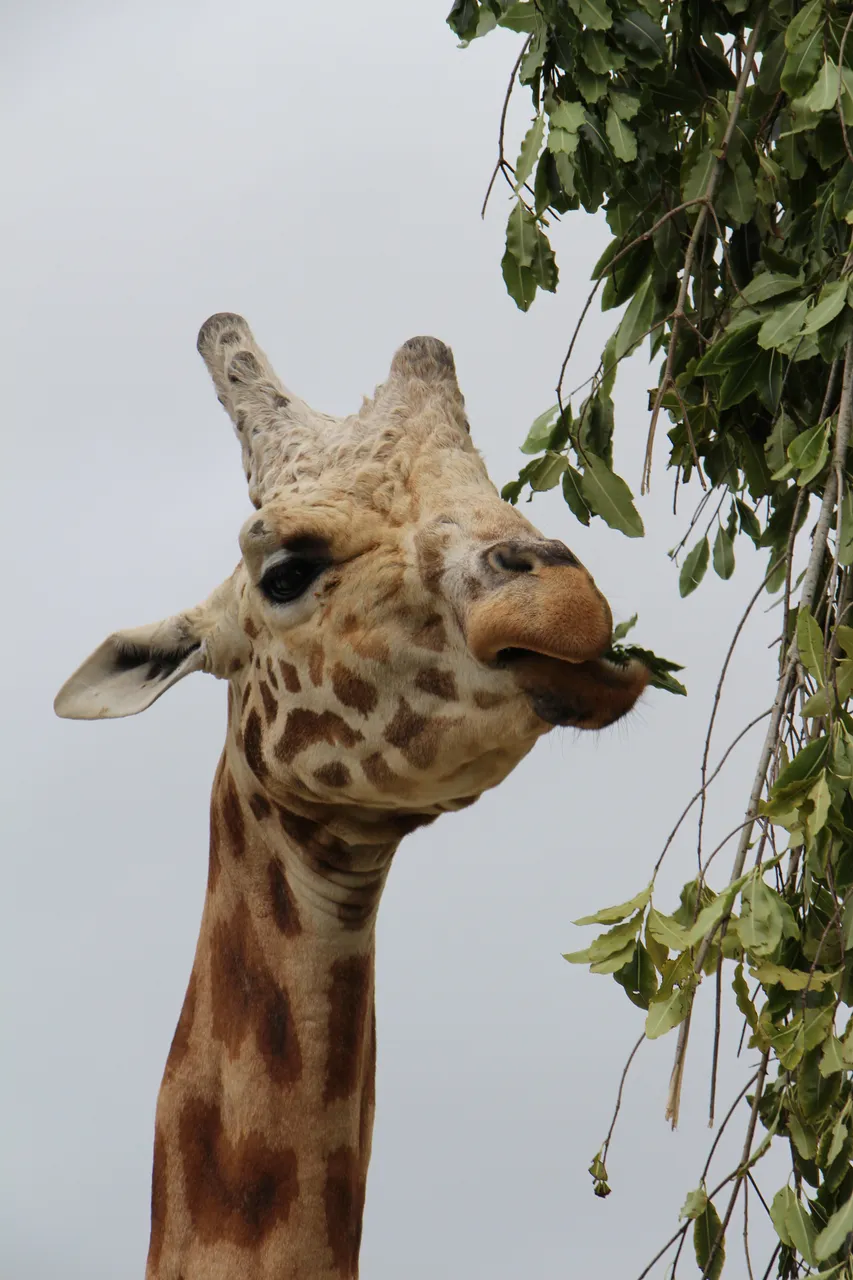 Giraffe at Hamilton Zoo (1)