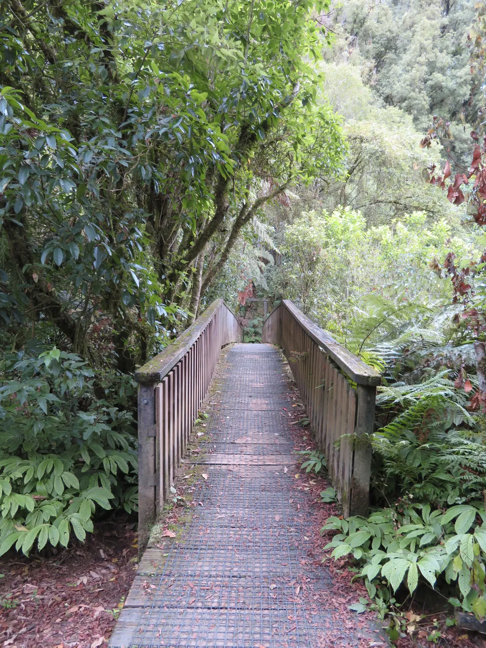 Waitomo area, Waikato - exploring near Aranui Cave, Waitomo Caves.  (10)