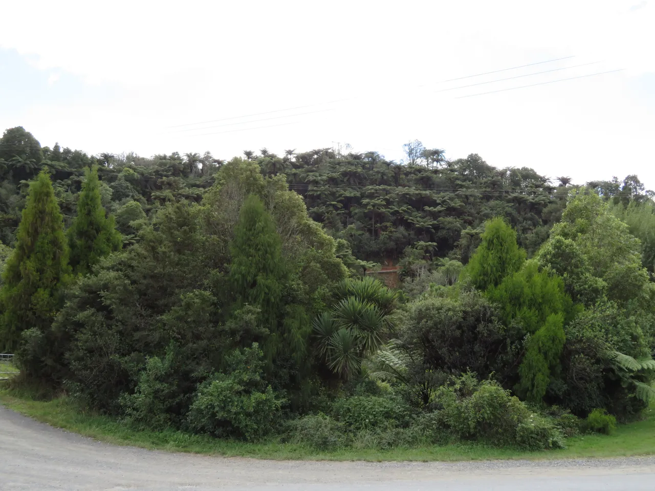 Waitomo area in the mighty Waikato