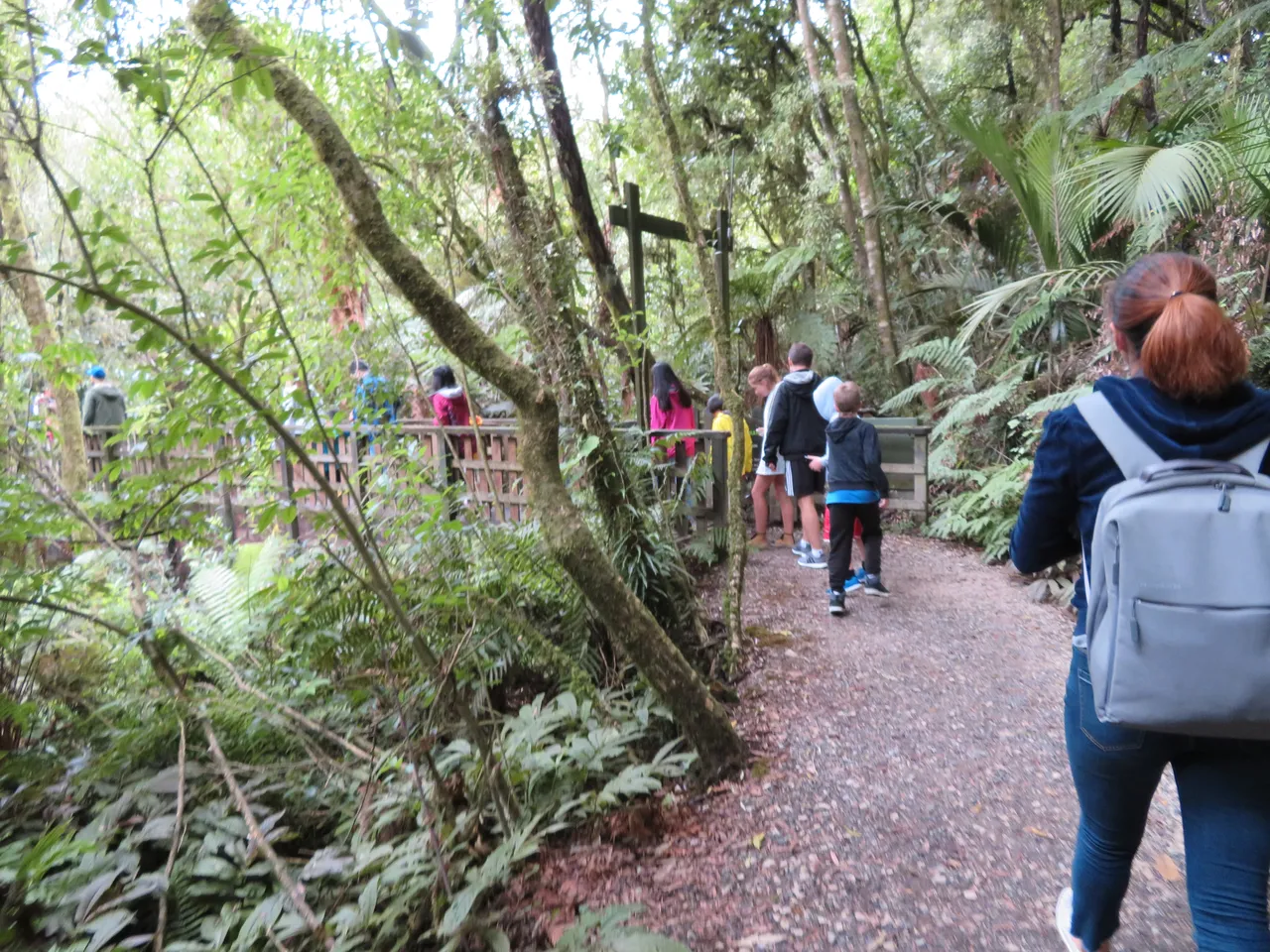 Waitomo area walking track by Aranui Cave, Waitomo Caves, Waitomo area Waikato (1)
