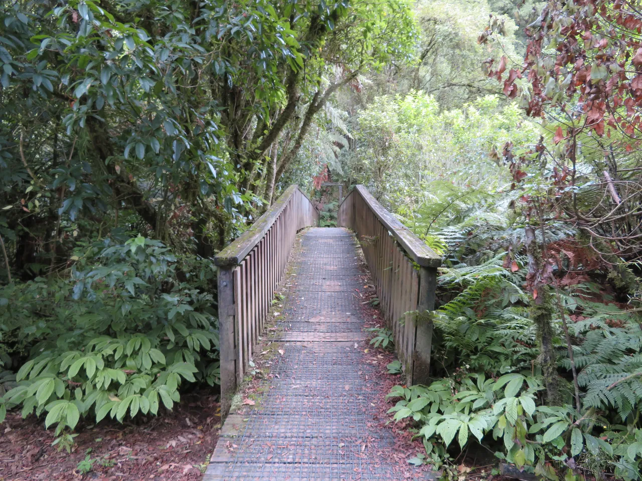 Waitomo area, Waikato - exploring near Aranui Cave, Waitomo Caves.  (11)