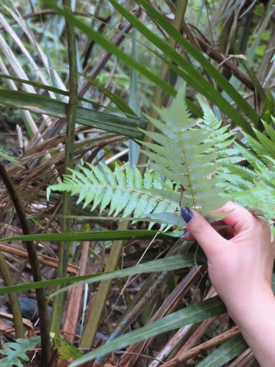 Silver fern - Waitomo area, Waikato - exploring near Aranui Cave, Waitomo Caves.  (12)