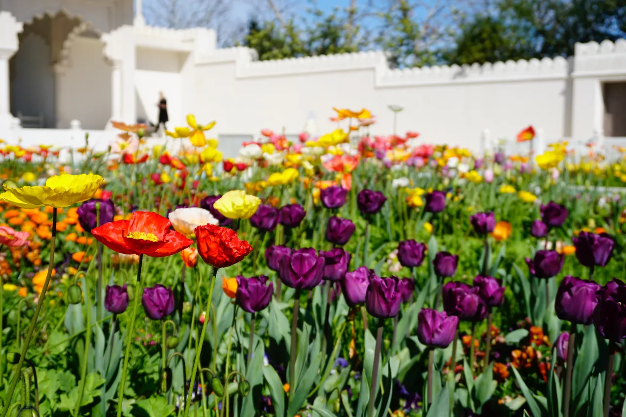 Gardens and Raglan