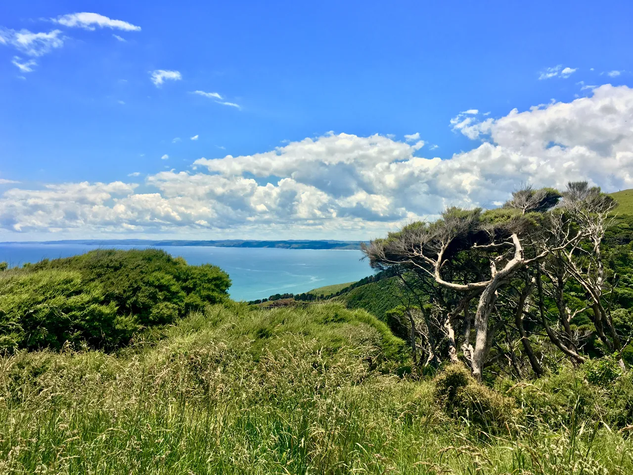 Raglan coastline