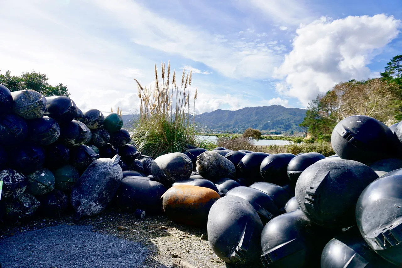 Coromandel49
