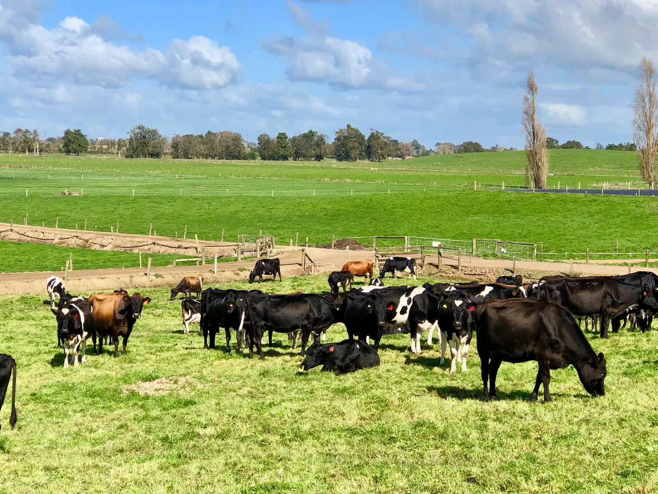 WaikatoFarmDay148