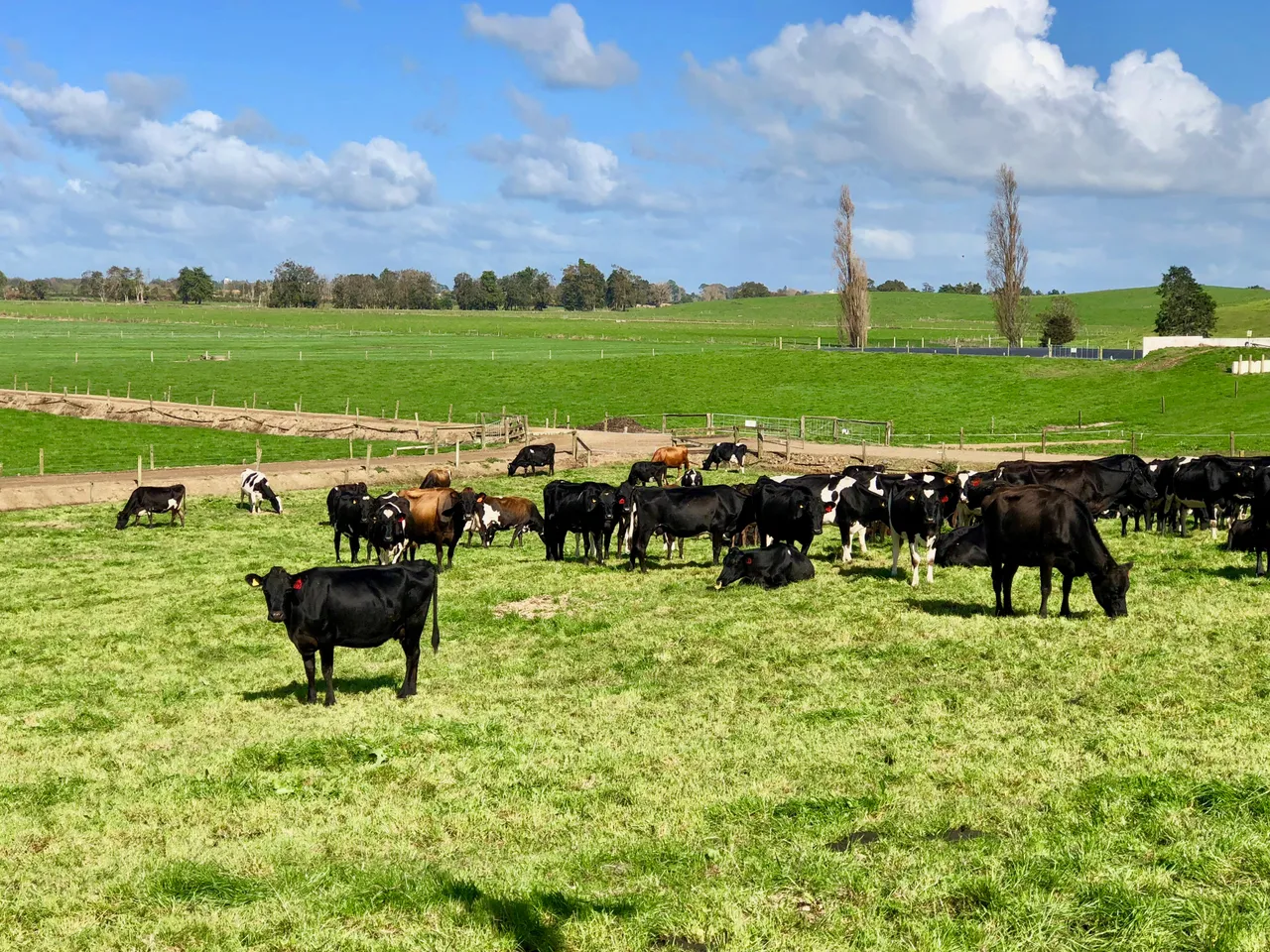 WaikatoFarmDay144