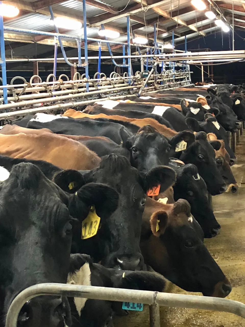 WaikatoFarmDay65