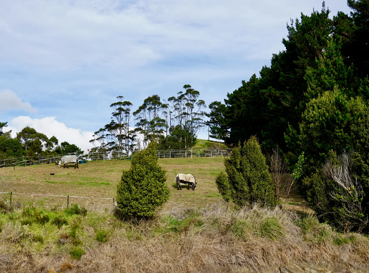 Coromandel66