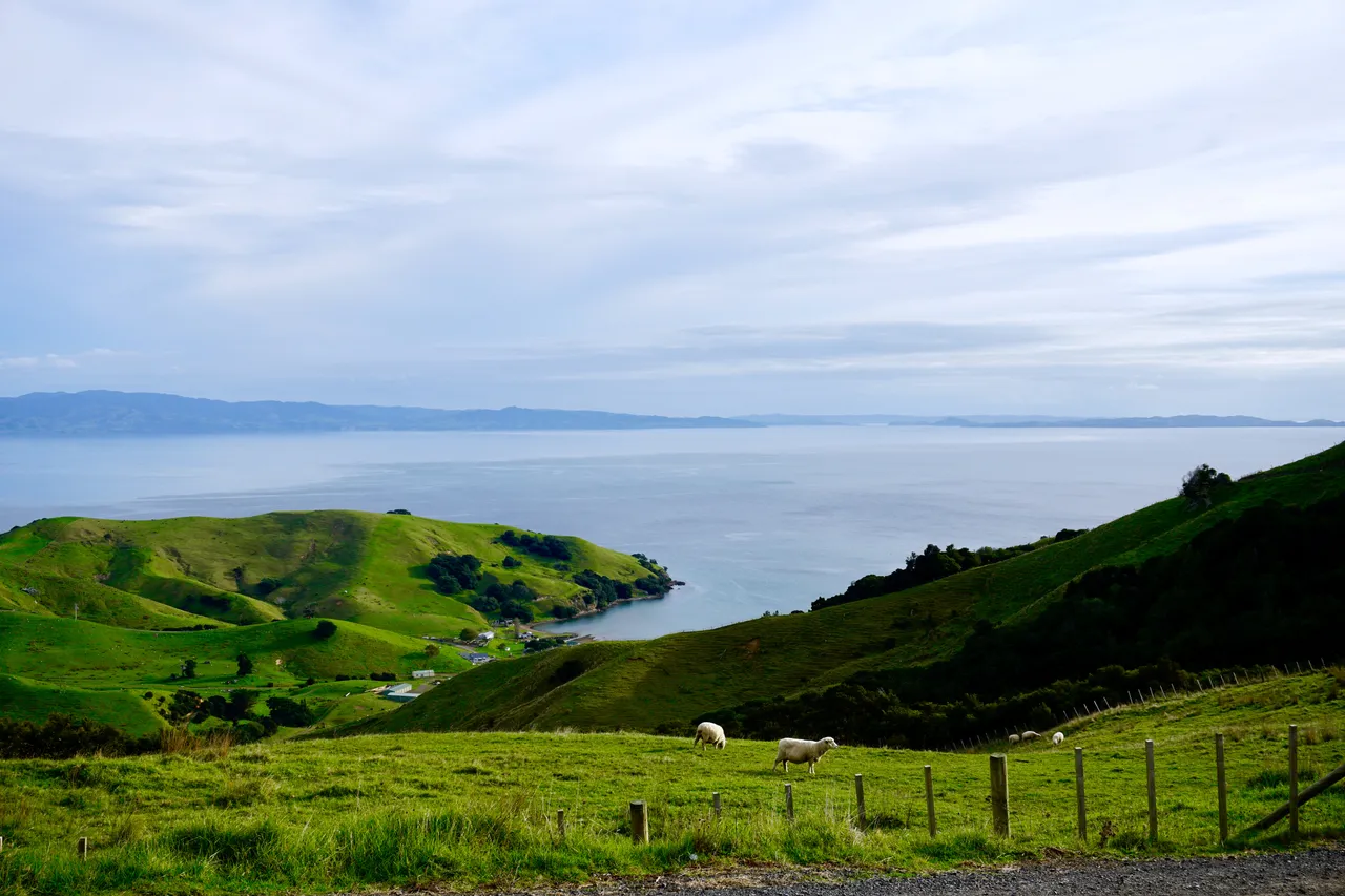 Coromandel65
