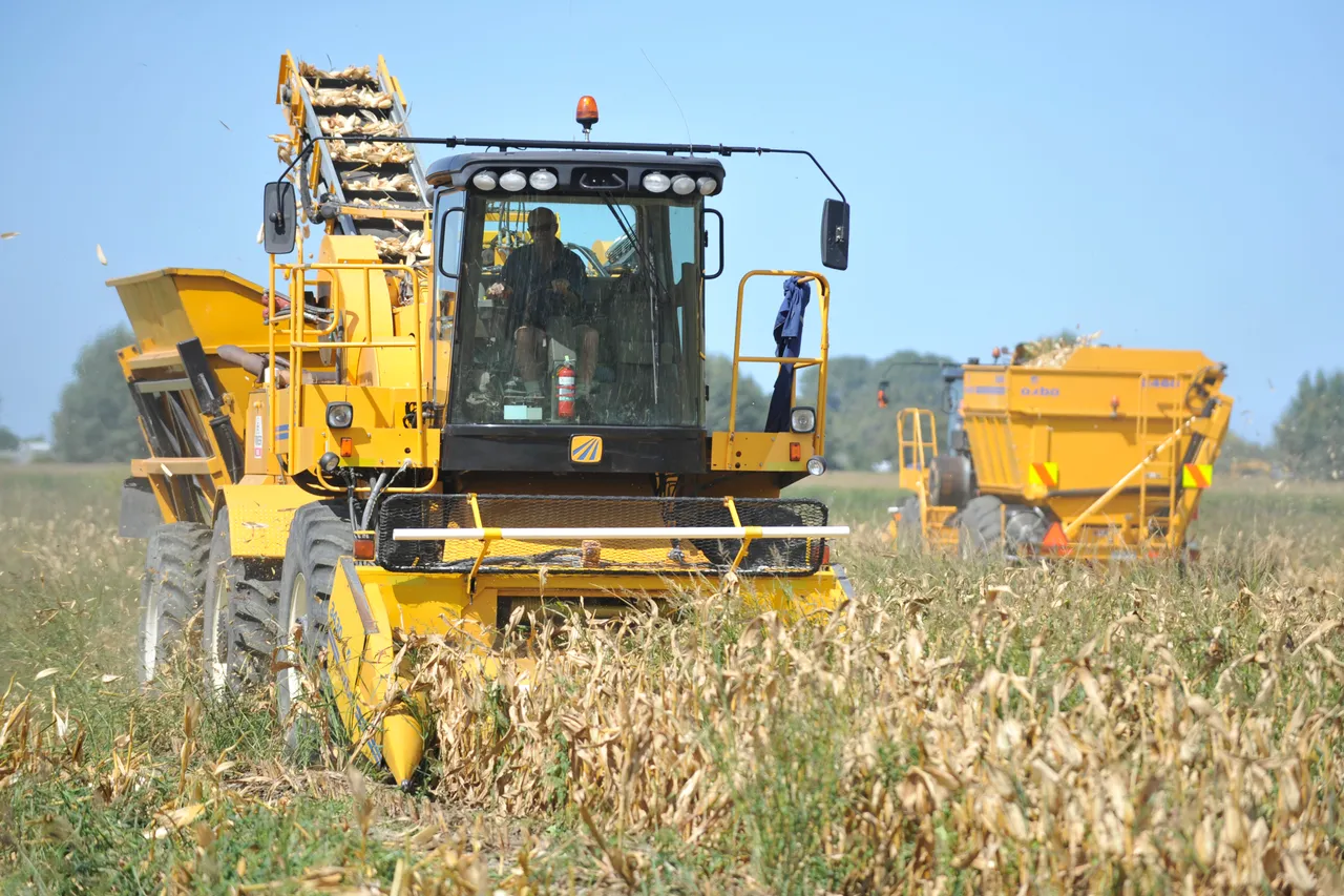 Seed Maize Harvest