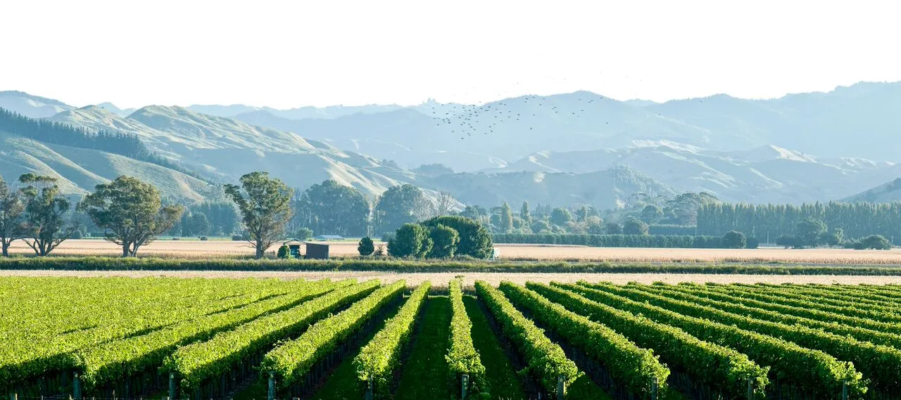 Gisborne Wine Country