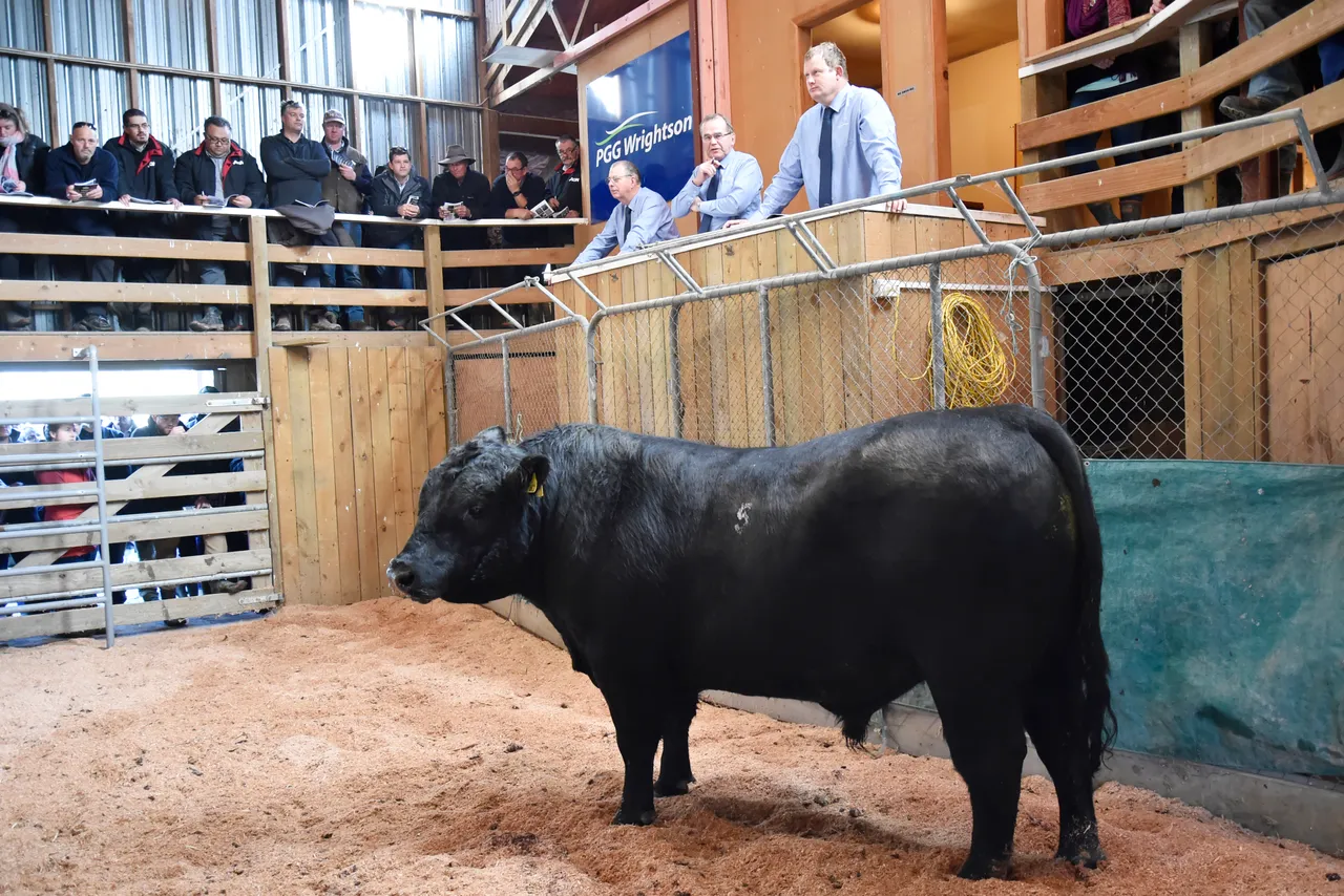 Combined Bull Sale