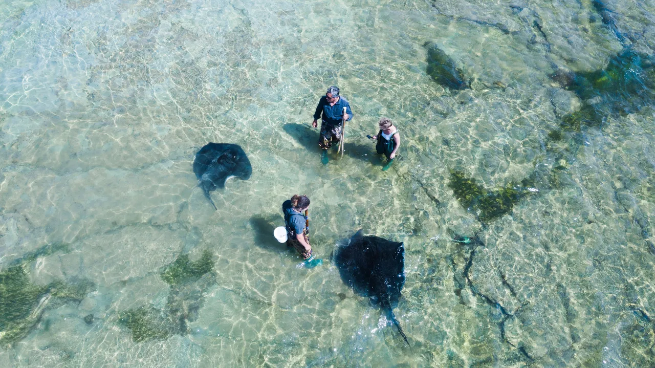 Dive Tatapouri