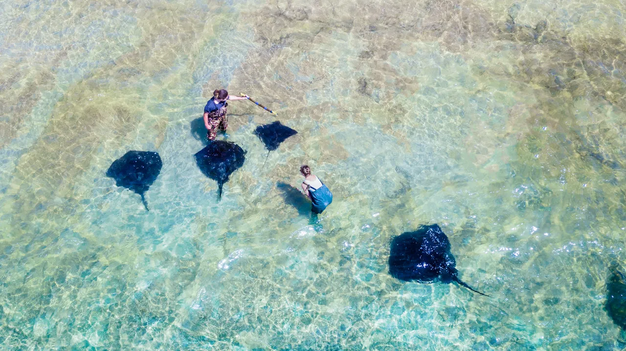 Dive Tatapouri
