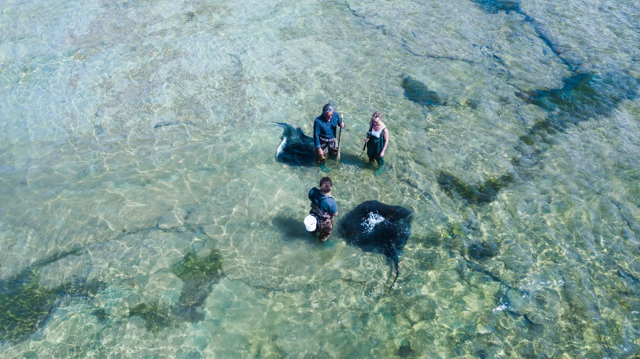 Dive Tatapouri