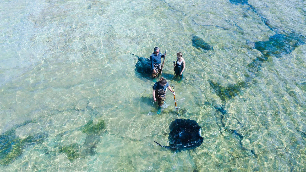 Dive Tatapouri