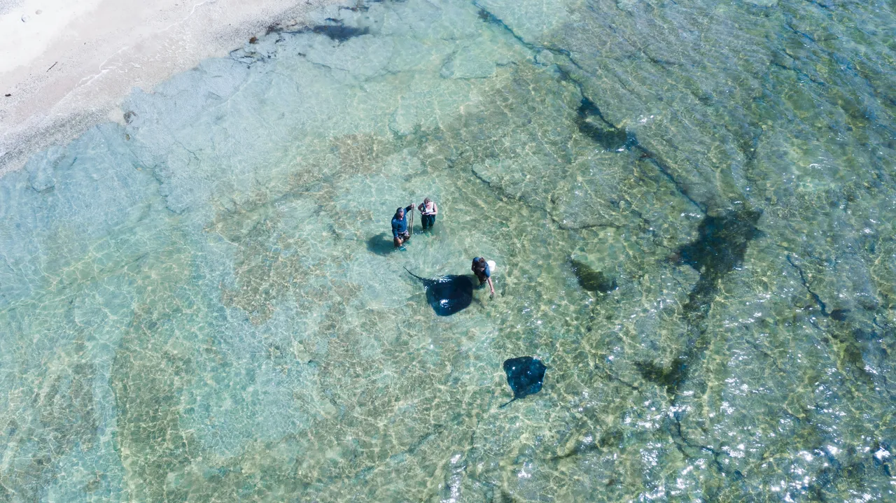Dive Tatapouri