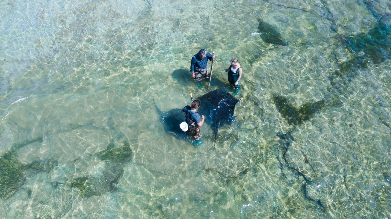 Dive Tatapouri