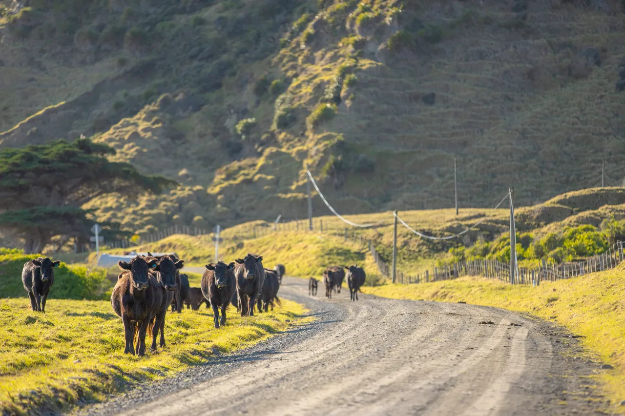 East Cape Road