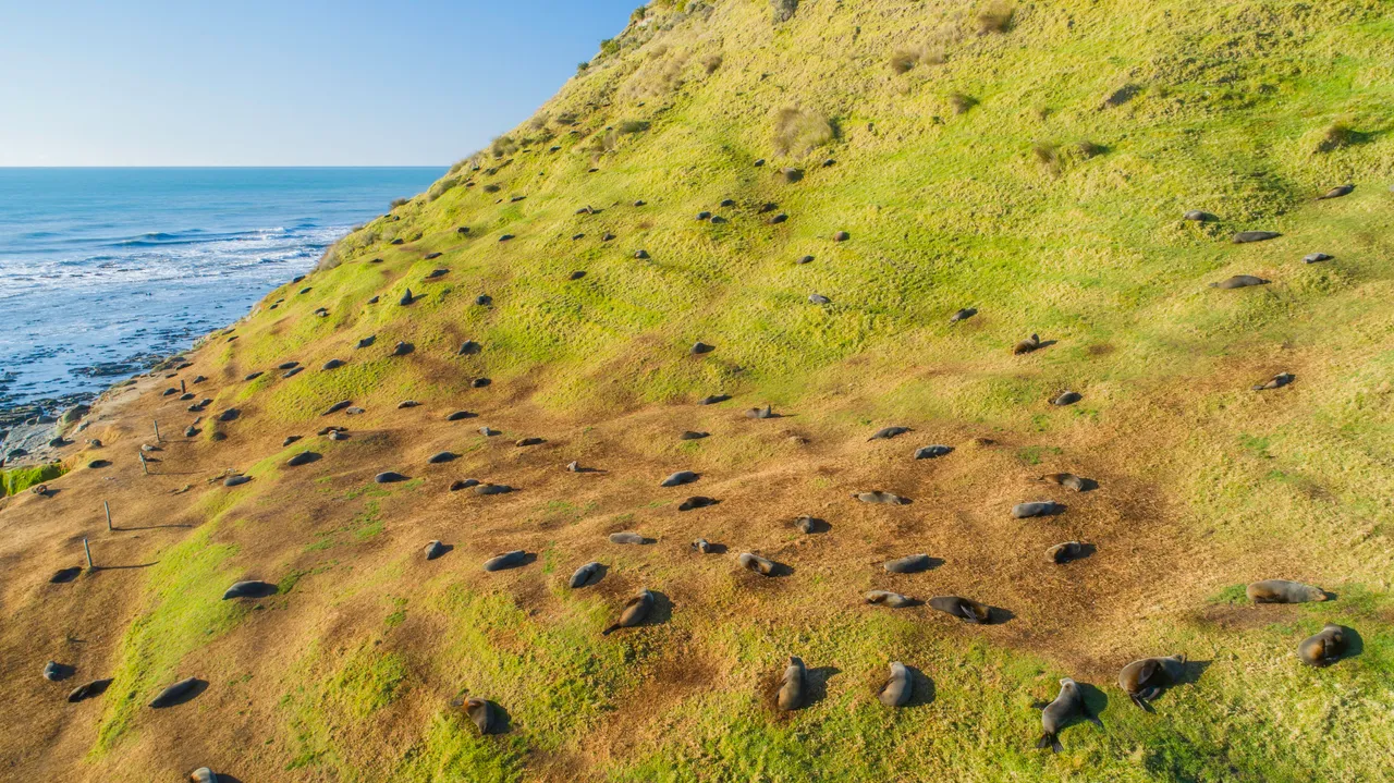 Seal Colony - East Cape