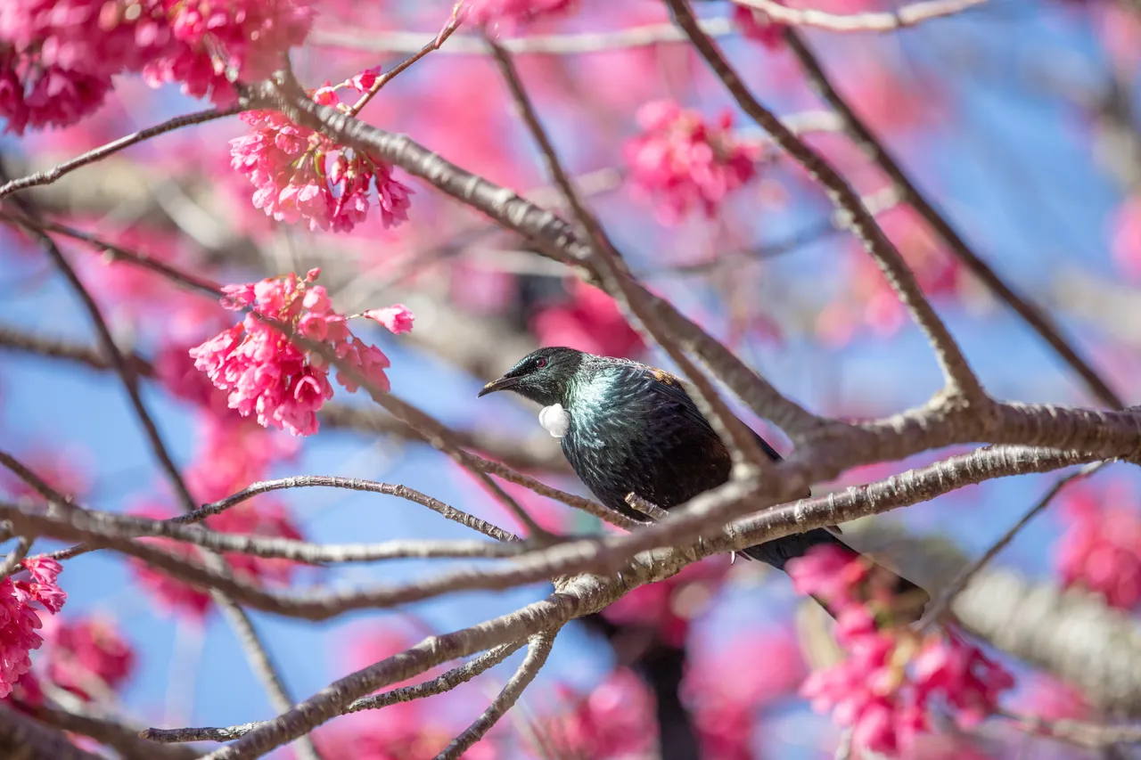 Nature Tui