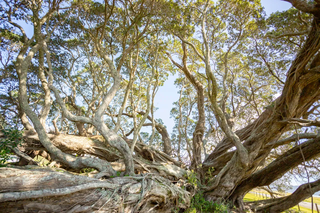 Te Araroa Te Waha o Rerekohu
