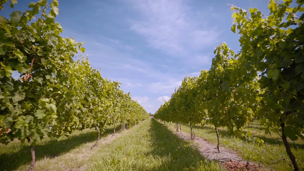 Vineyard