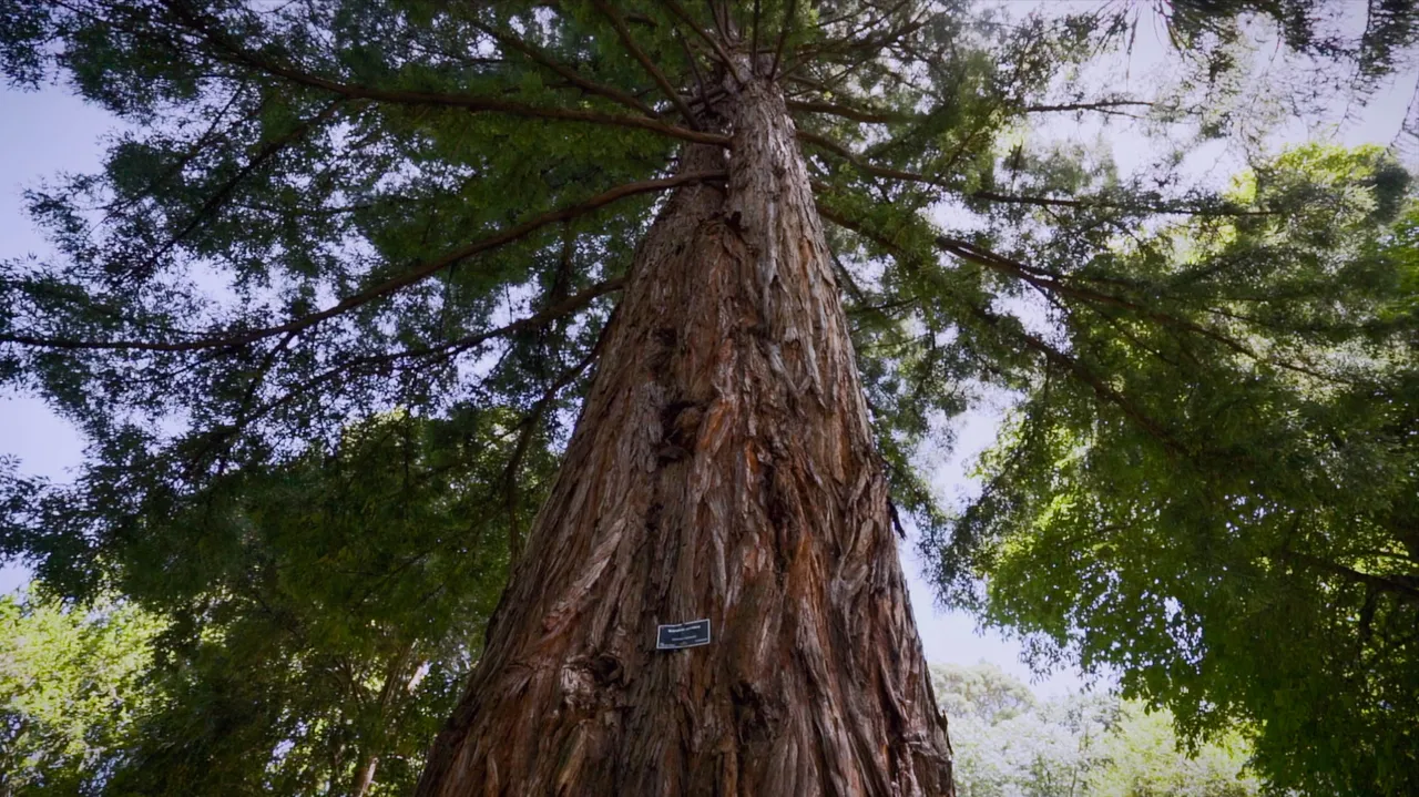 Eastwoodhill Arboretum