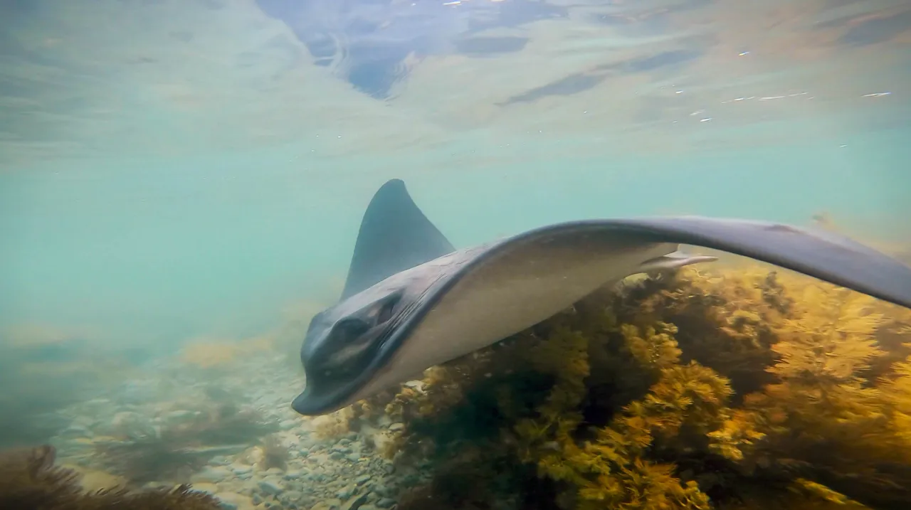 Stingray