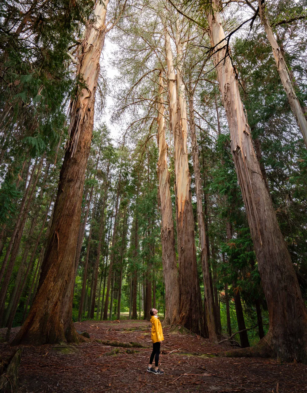 Eastwoodhill Arboretum-10