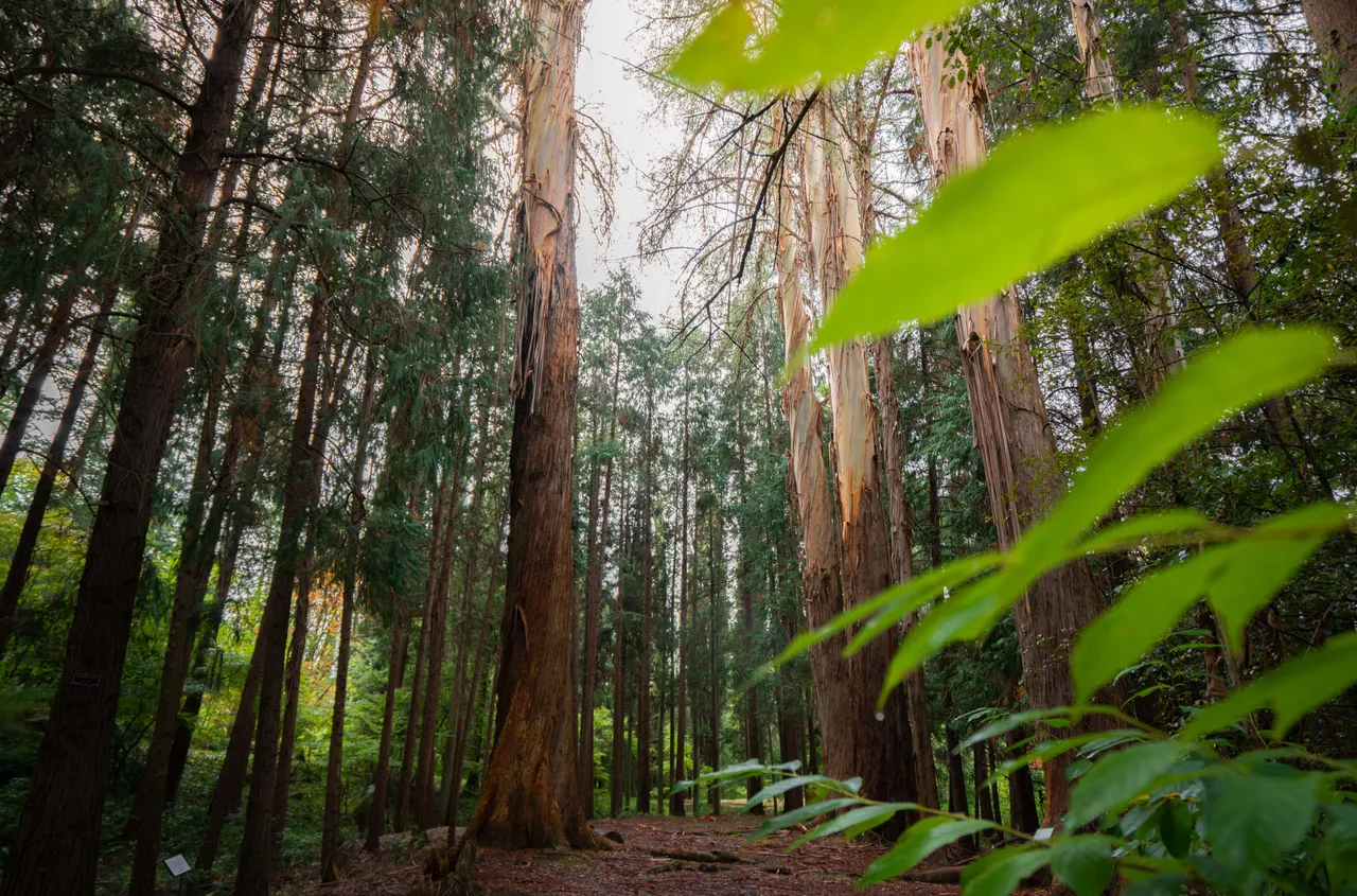 Eastwoodhill Arboretum-1