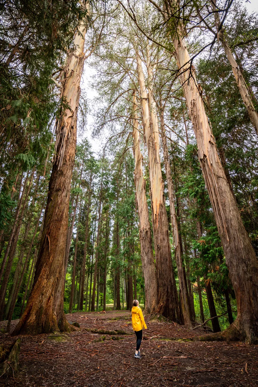 Eastwoodhill Arboretum-9