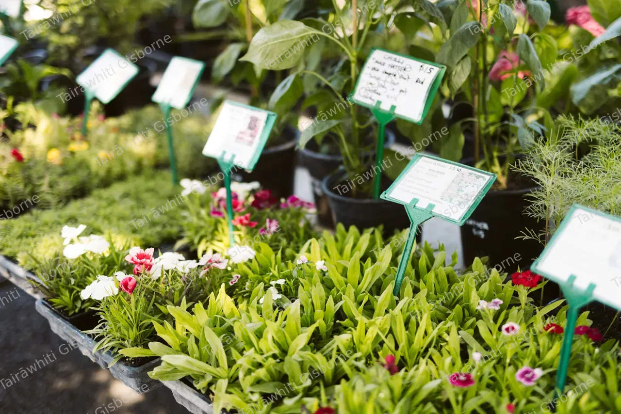Gisborne Farmers Market  