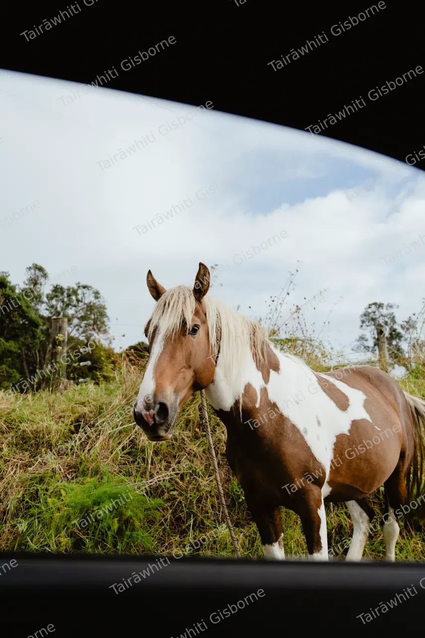 20241118-WaihauBay004