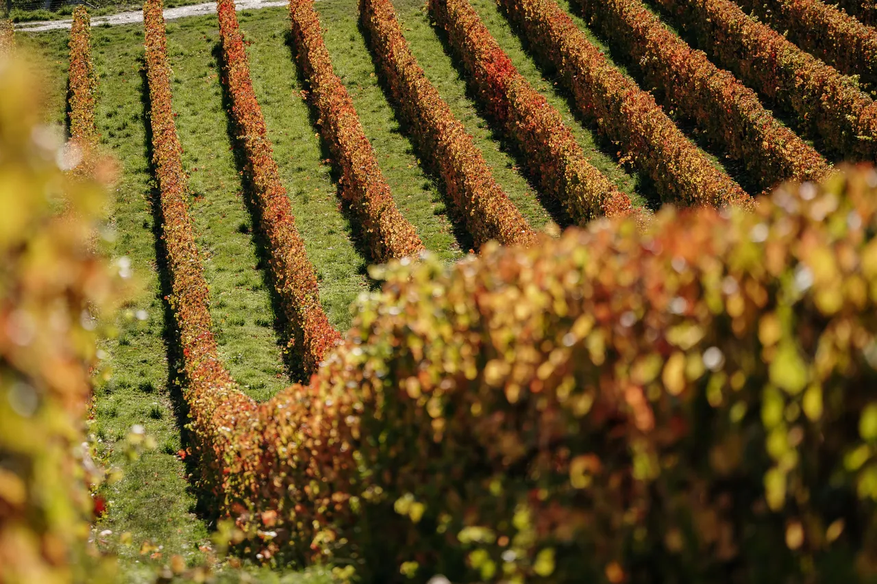 Wine (69)