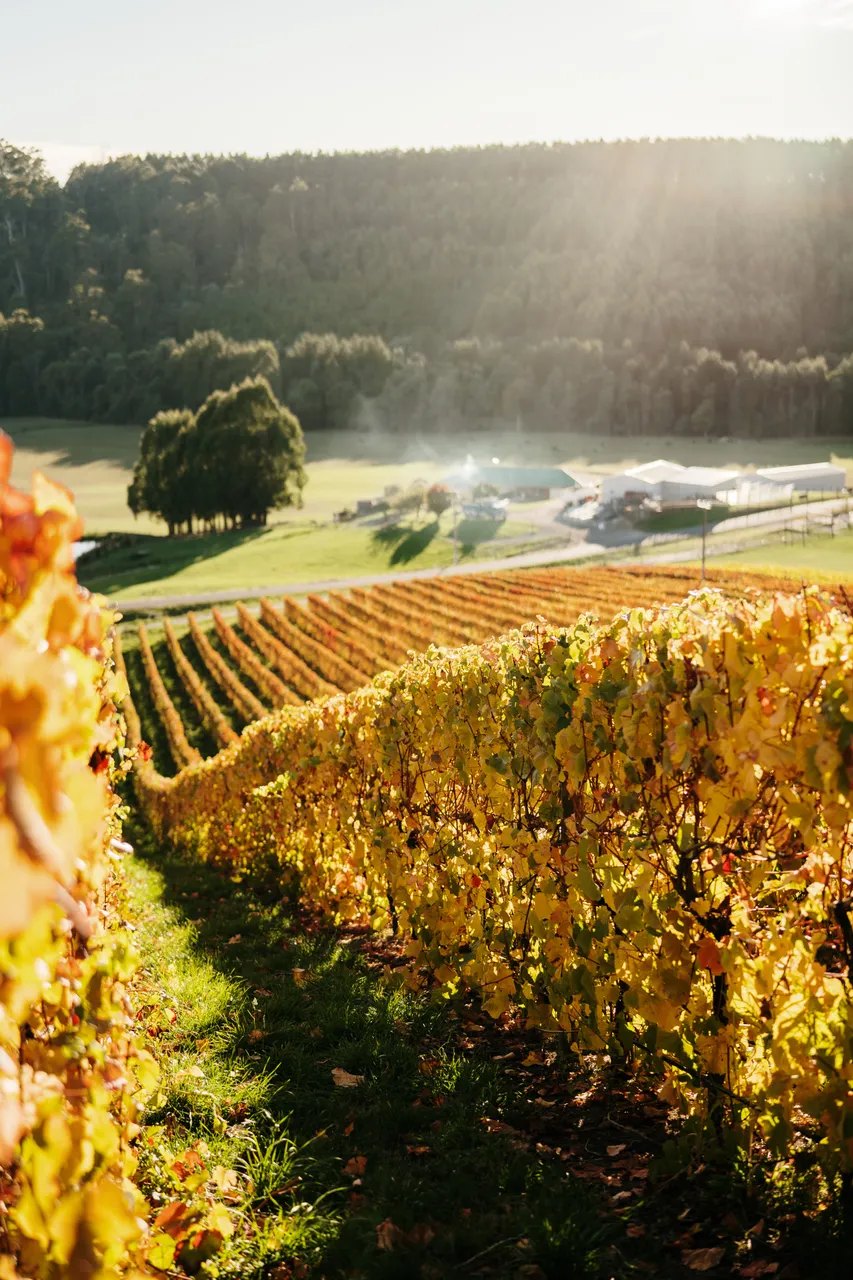 The Ridge Vineyard -8