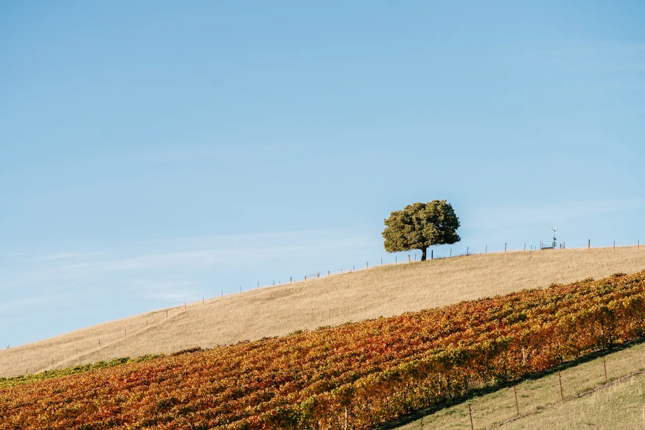 The Ridge Vineyard -4