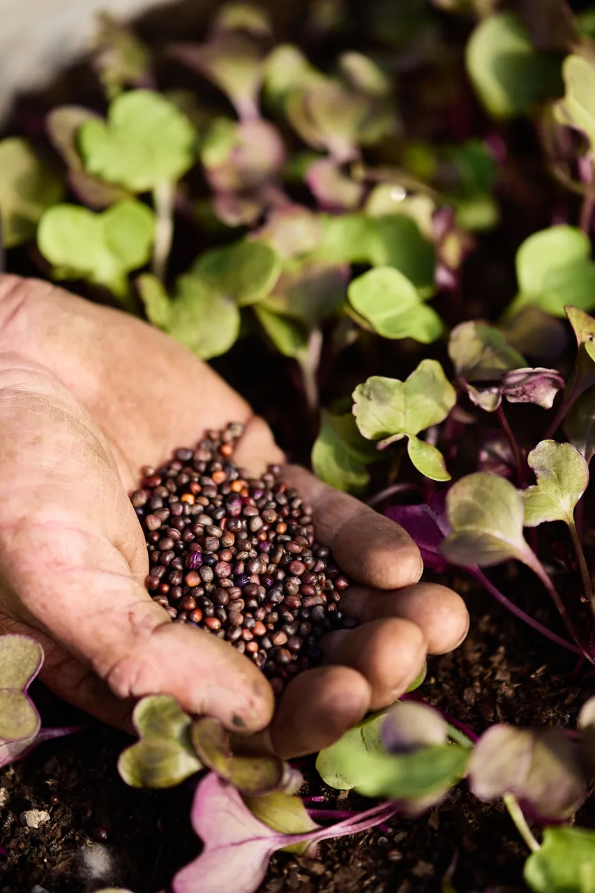 LC_Gastronomy_Yorktown_Organics_June_2616