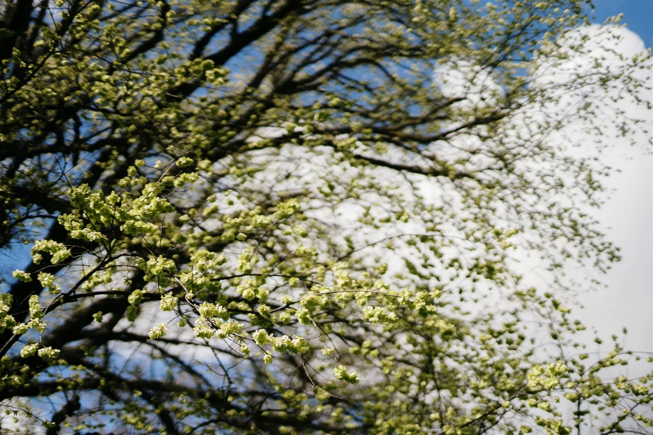 Green Spaces (11)