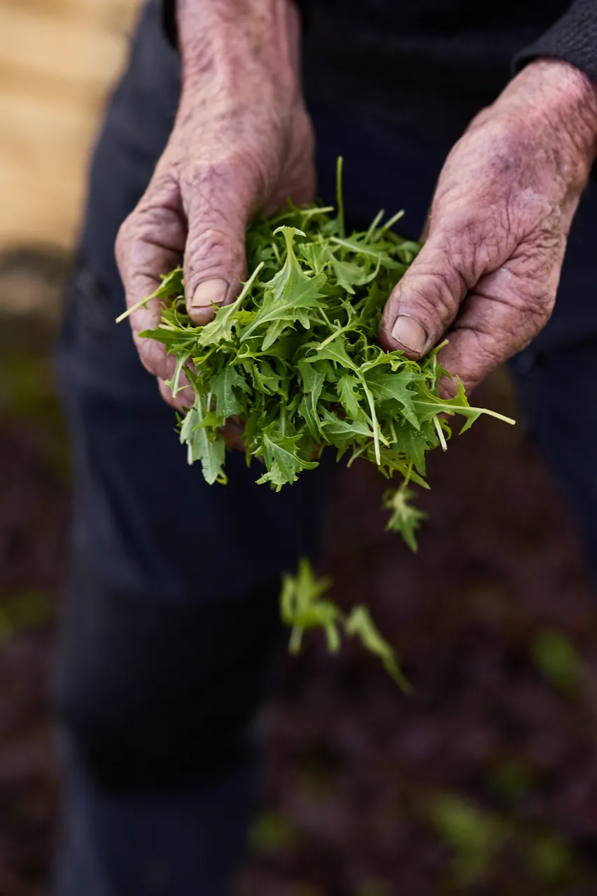 LC_Gastronomy_Yorktown_Organics_June_2649