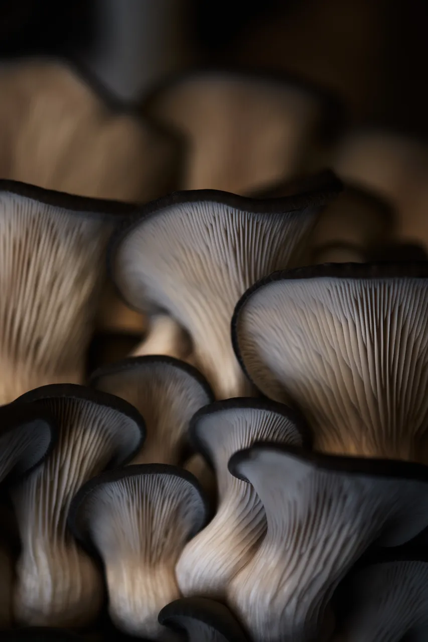 Brown_&_Towns_August_2655