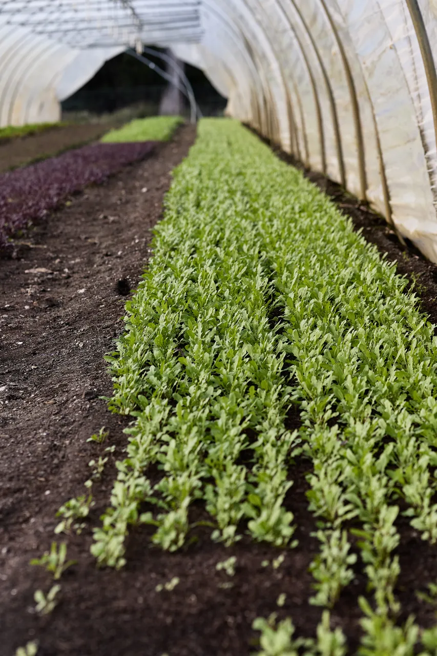 LC_Gastronomy_Yorktown_Organics_June_2635