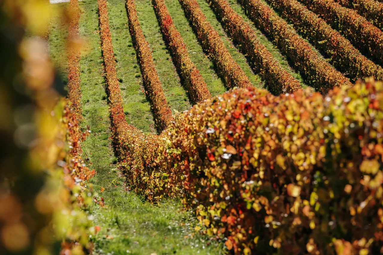 Wine (29)