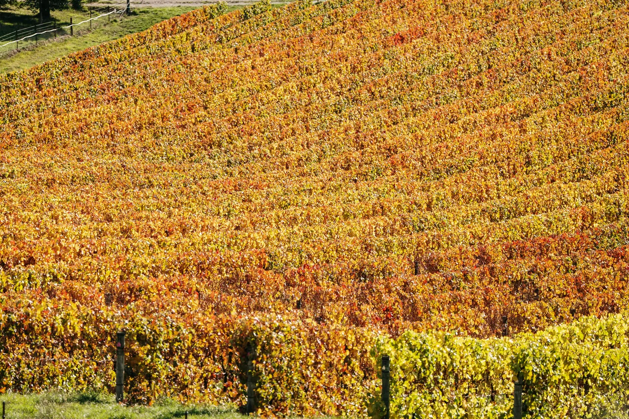 Wine (62)