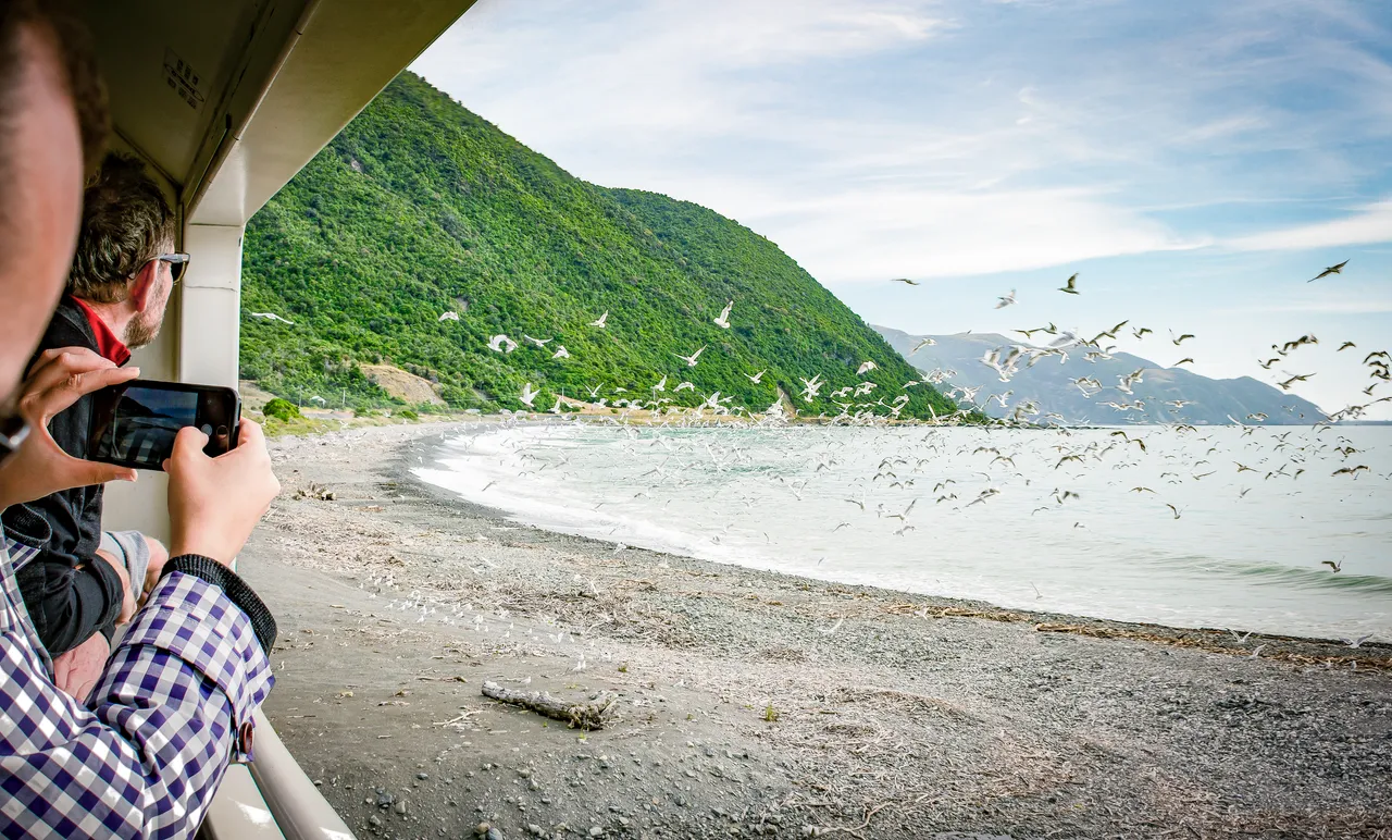 Birdwatching on the beach
