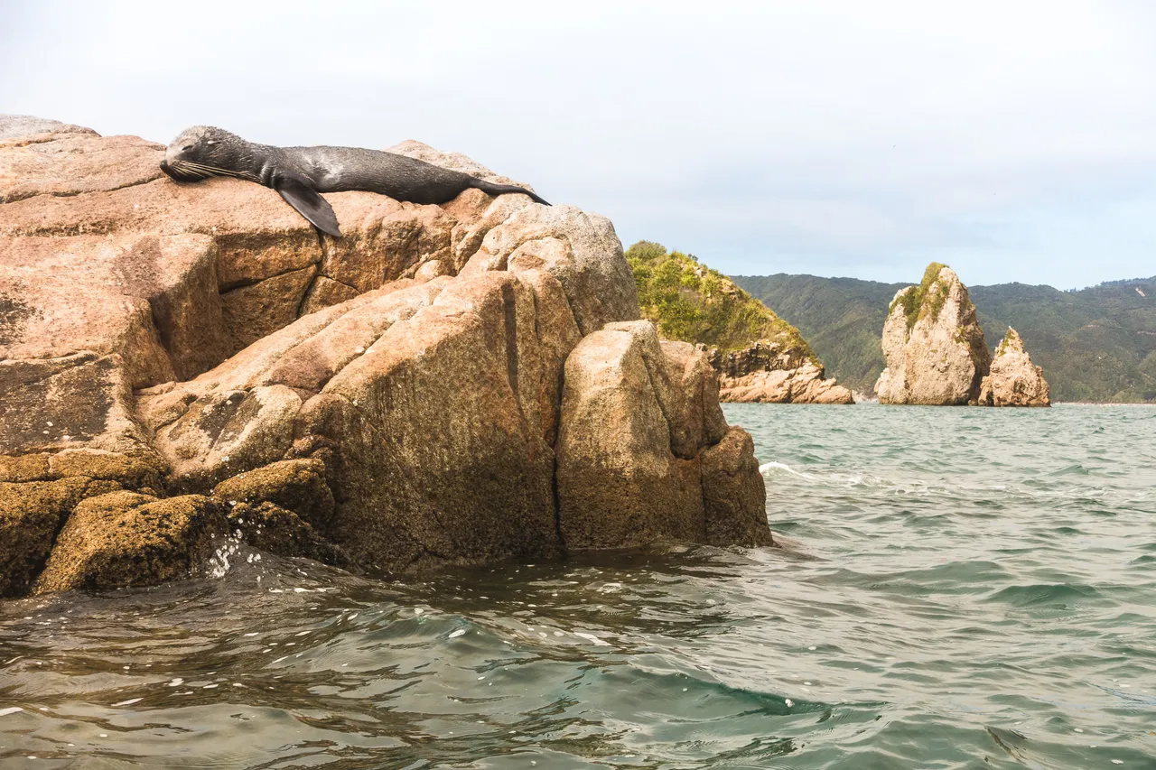 Fur Seal Pup Bathing at Tata Beach in Golden Bay