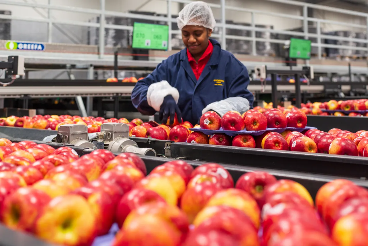 Apple Sorting Line