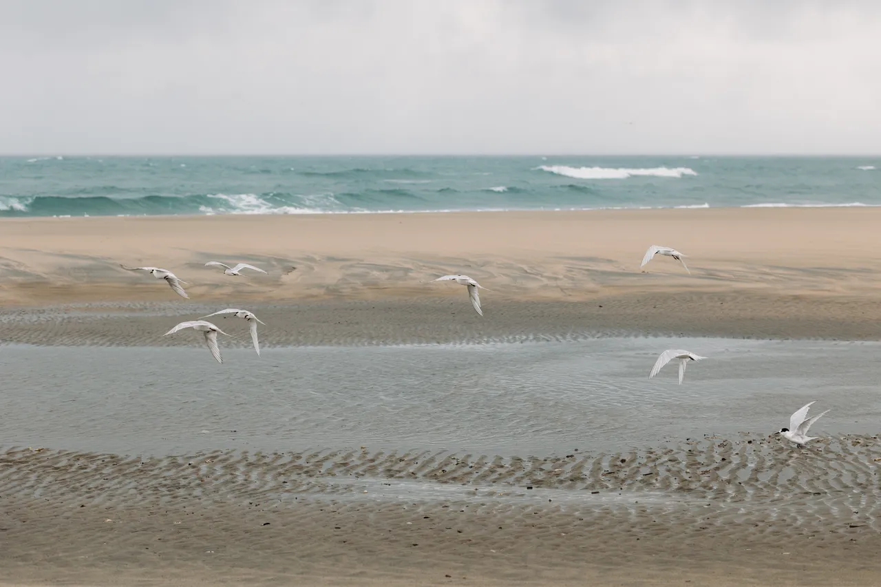 Farewell Spit Wildlife